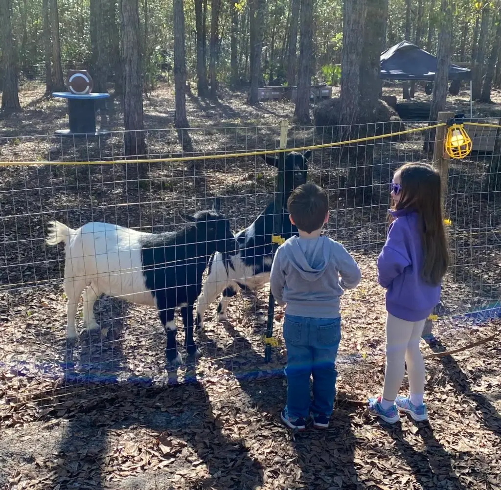 Children looking at rescued goats during a homeschool tour at Healing Hooves Farm in Middleburg Florida