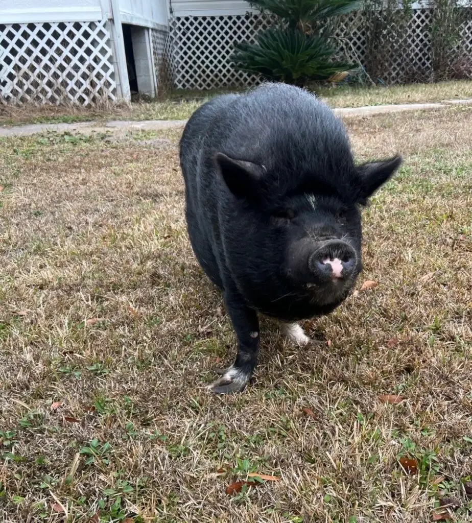 Rosie the rescued pig with overgrown hooves beginning her recovery at Healing Hooves Farm in Middleburg Florida